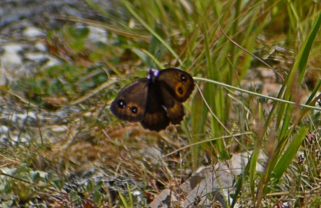 Erebia. No, Satyrus ferula - Nymphalidae